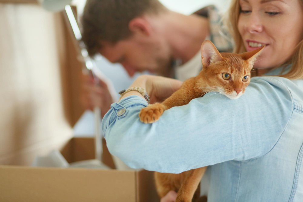 Chat s'habitue à déménagement, nouvelle maison.